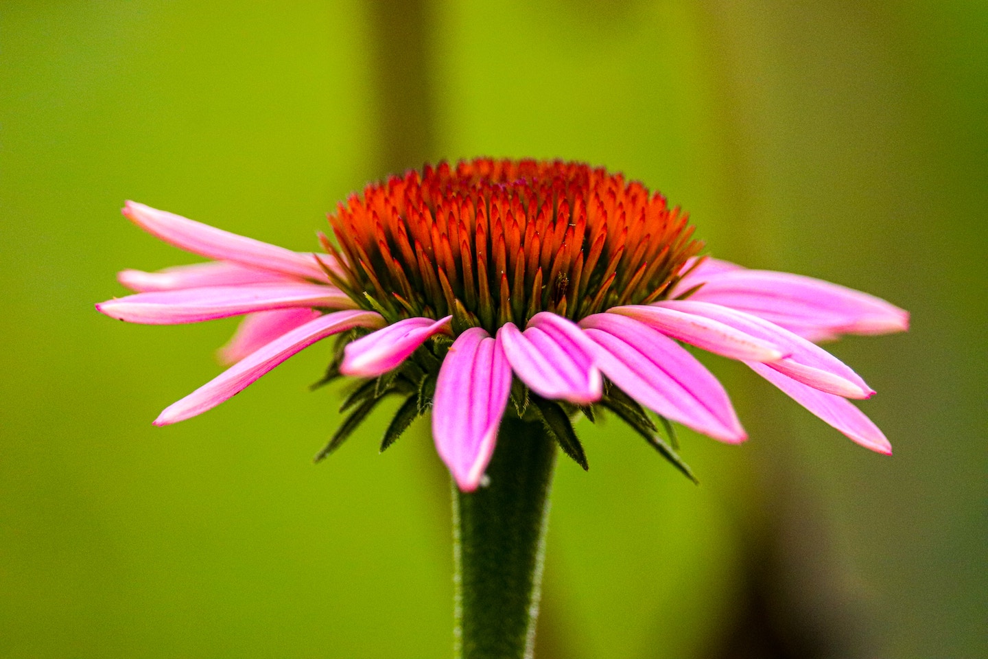 Echinacea purpurea Herb