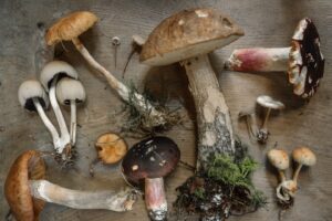 Medicinal Mushrooms